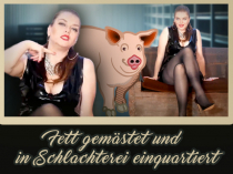 Fett gemästet und in Schlachterei einquartiert